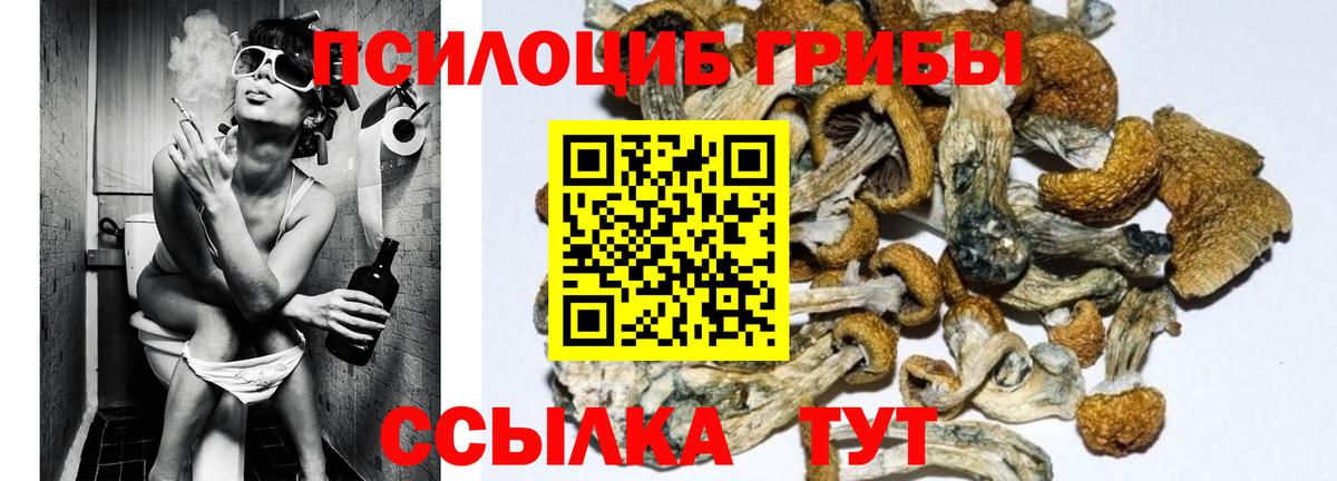 Полысаево  Псилоцибиновые грибы Psilocybe  Вход с VPN  Псилоцибиновые грибы Psilocybine cubensis 
